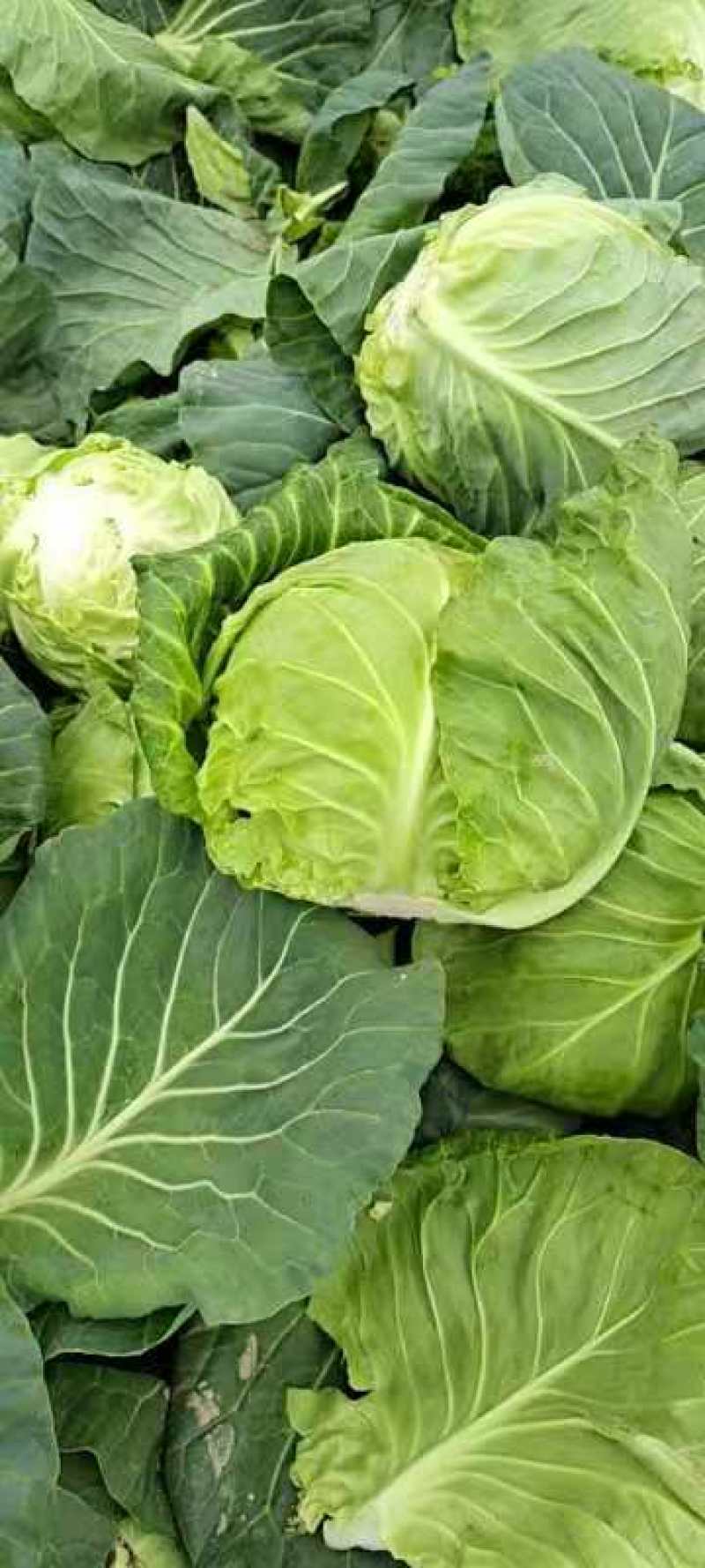 精品甘蓝大量上市中，绿源旺旺圆包大量走车，专业种植