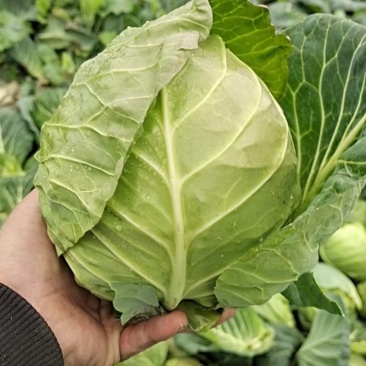 精品甘蓝大量上市中，绿源旺旺圆包大量走车，专业种植