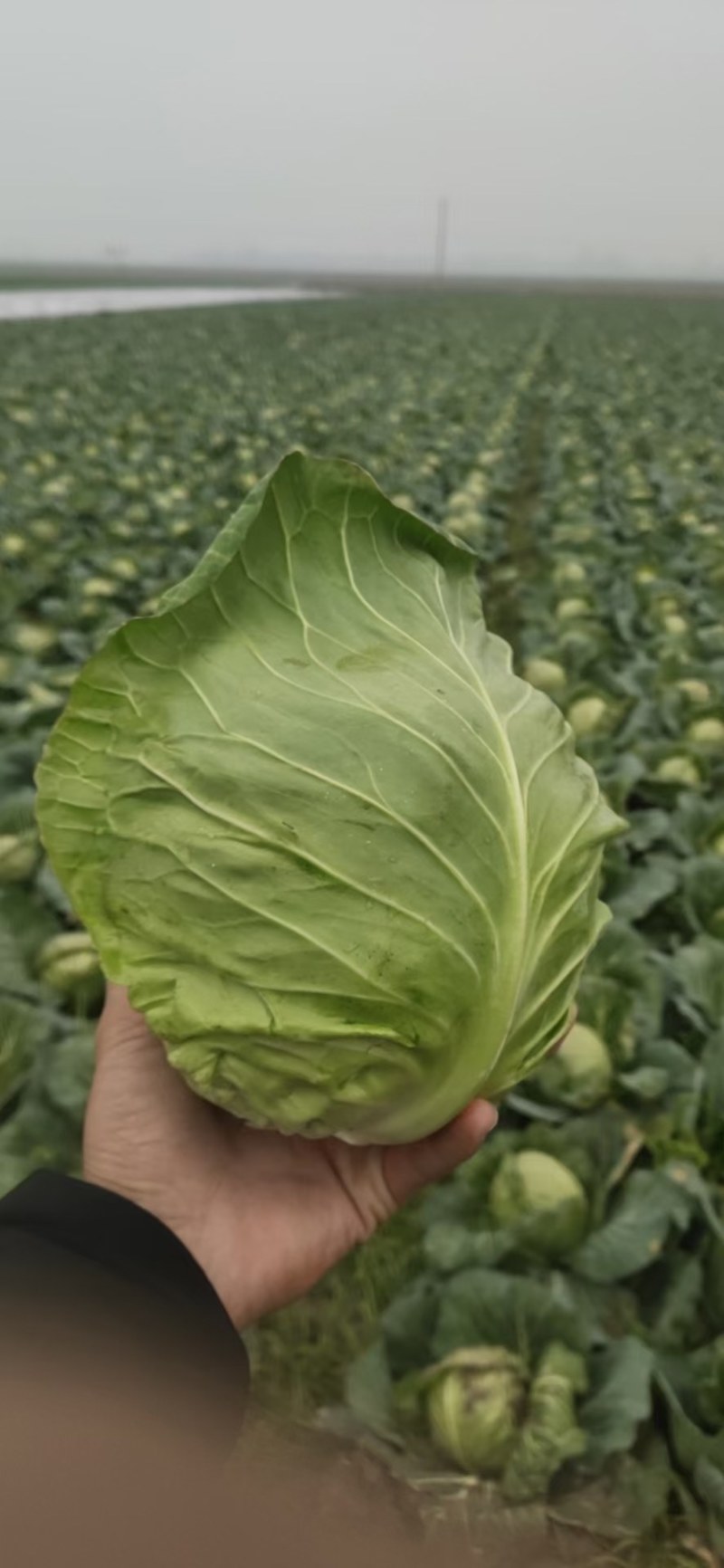 精品甘蓝大量上市中，绿源旺旺圆包大量走车，专业种植