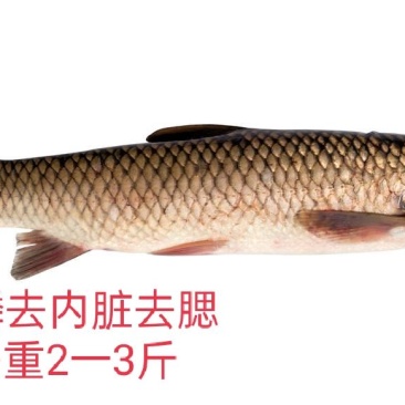草鱼去鳞去内脏去腮/开背草鱼/烧烤水煮鱼/特色食材原味