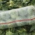 精品甘蓝大量上市中，绿源旺旺圆包大量走车，专业种植