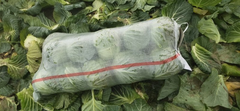 精品甘蓝大量上市中，绿源旺旺圆包大量走车，专业种植