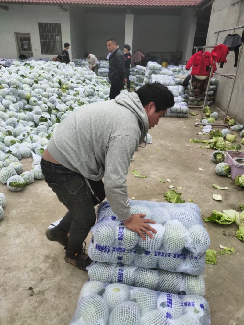 精品甘蓝大量上市中，绿源旺旺圆包大量走车，专业种植