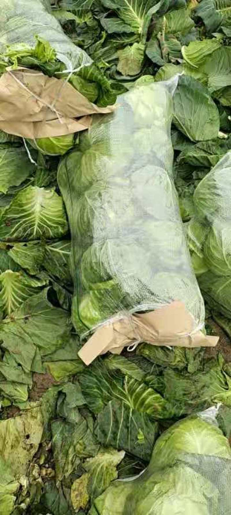 精品甘蓝，专业种植合作社，货源稳定，欢迎采购咨询