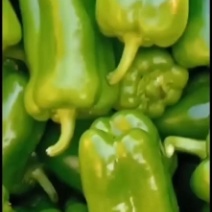 我处有万亩太空椒大量上市，太空椒质量好。