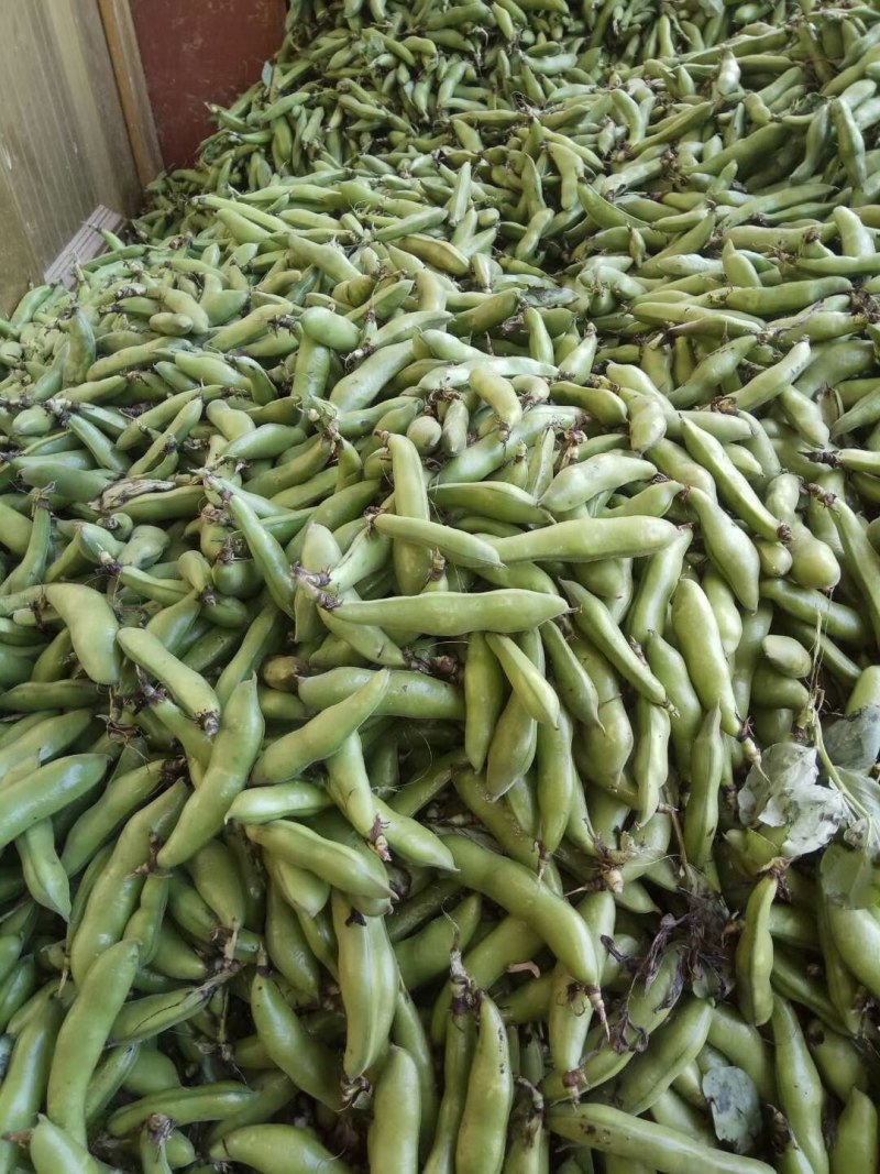 优质青蚕豆和白蚕豆大量上市，颜色好质量好货源充足，