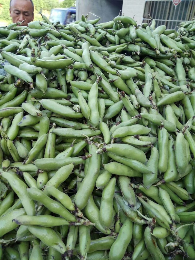 优质青蚕豆和白蚕豆大量上市，颜色好质量好货源充足，