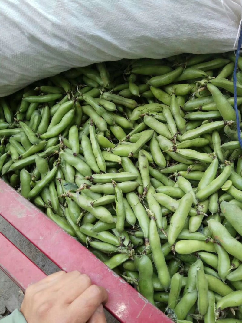优质青蚕豆和白蚕豆大量上市，颜色好质量好货源充足，