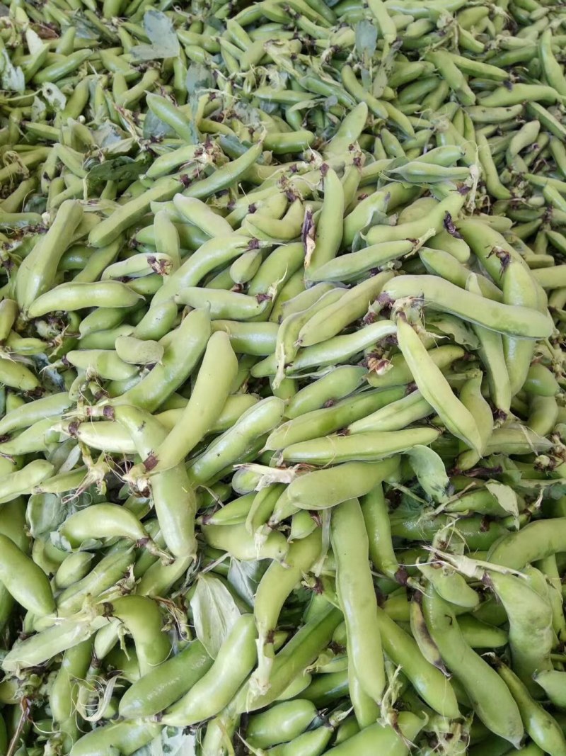 优质青蚕豆和白蚕豆大量上市，颜色好质量好货源充足，