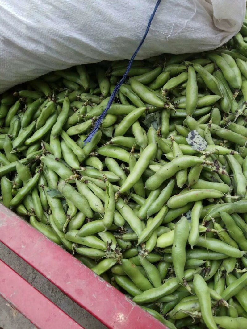 优质青蚕豆和白蚕豆大量上市，颜色好质量好货源充足，