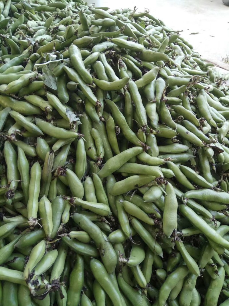 优质青蚕豆和白蚕豆大量上市，颜色好质量好货源充足，