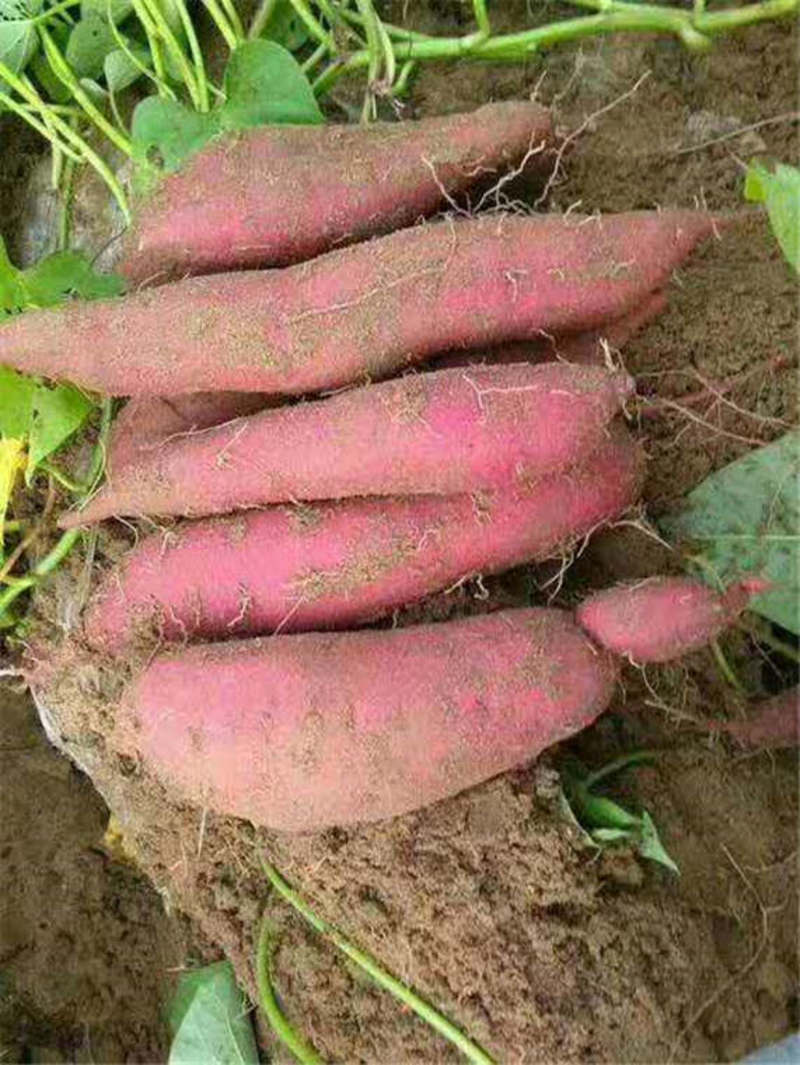 正宗西瓜红红薯产地货源基地直销代发全国