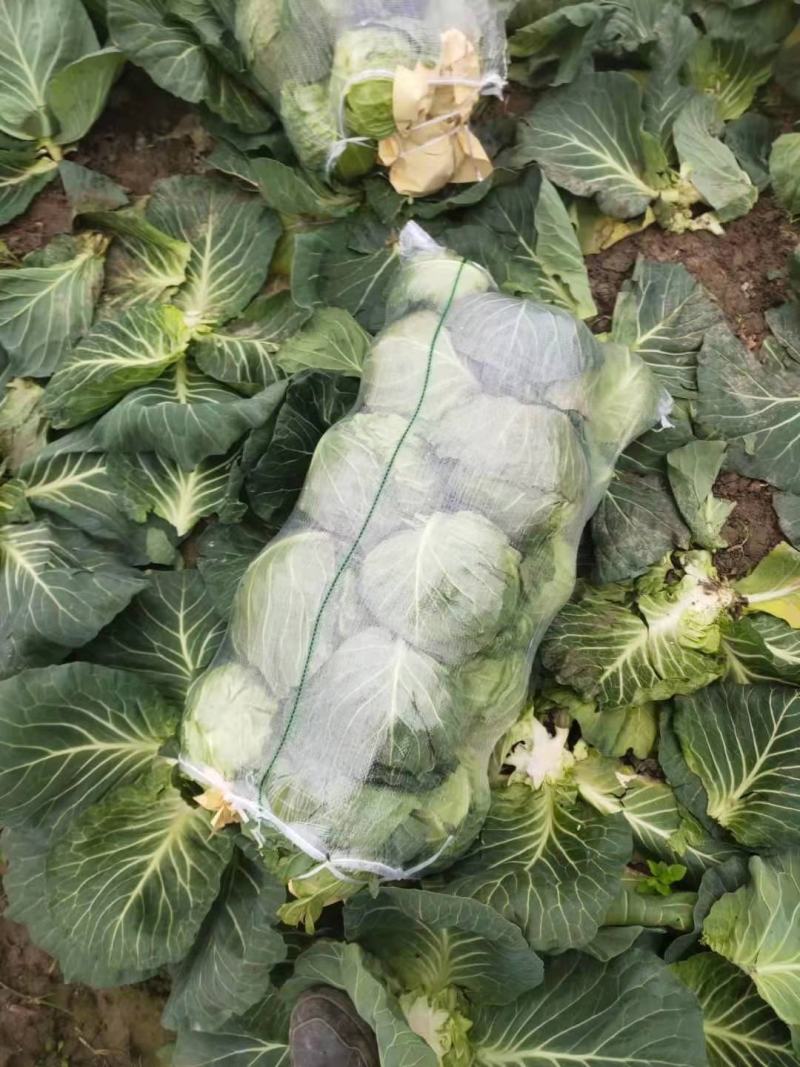 圆包菜，精品甘蓝，专业大面积种植代发货，专业包装工人装车
