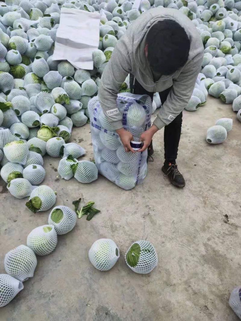 圆包菜，精品甘蓝，专业大面积种植代发货，专业包装工人装车