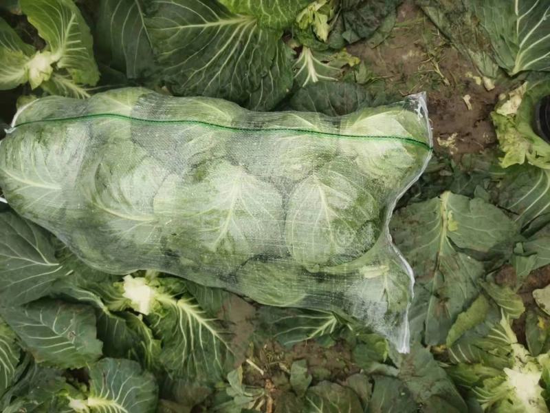 圆包菜，精品甘蓝，专业大面积种植代发货，专业包装工人装车