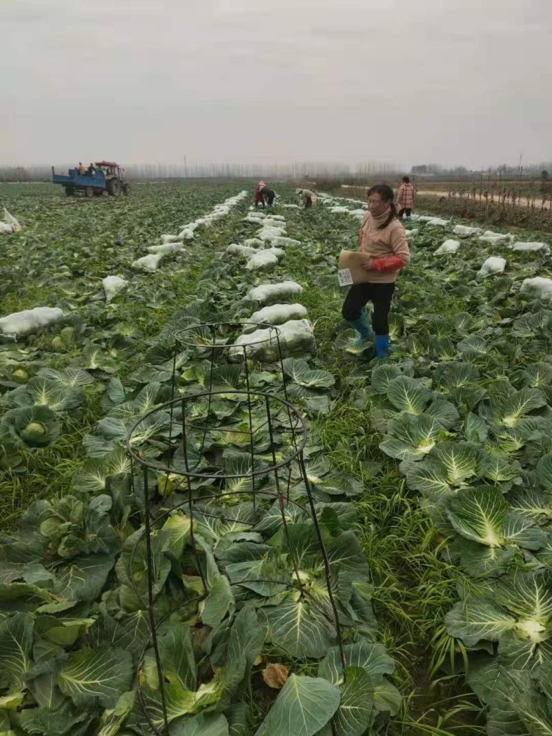 圆包菜，精品甘蓝，专业大面积种植代发货，专业包装工人装车