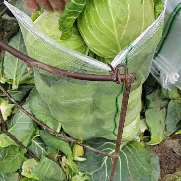 圆包菜，精品甘蓝，专业大面积种植代发货，专业包装工人装车