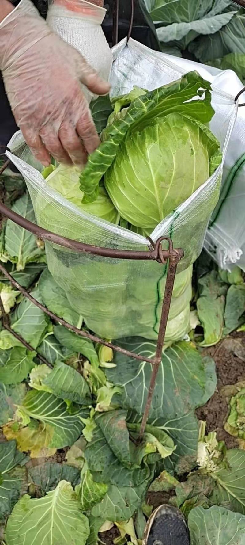 圆包菜，精品甘蓝，专业大面积种植代发货，专业包装工人装车