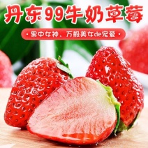 丹东99红颜东港奶油草莓招电商商超批发产地直发