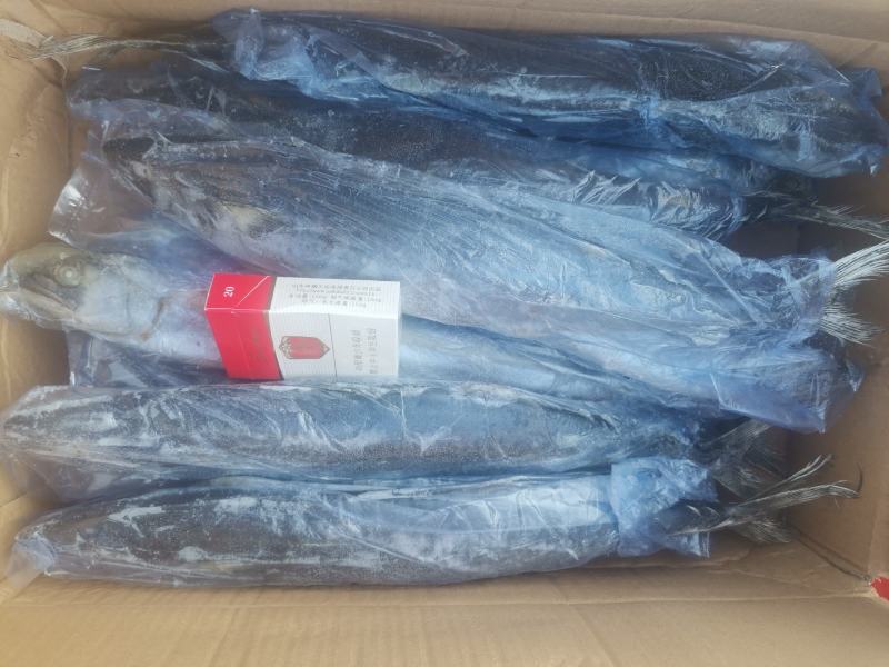 冻品鲅鱼，渤海湾鲜活鲅鱼速冻成品，一手货源质量保证