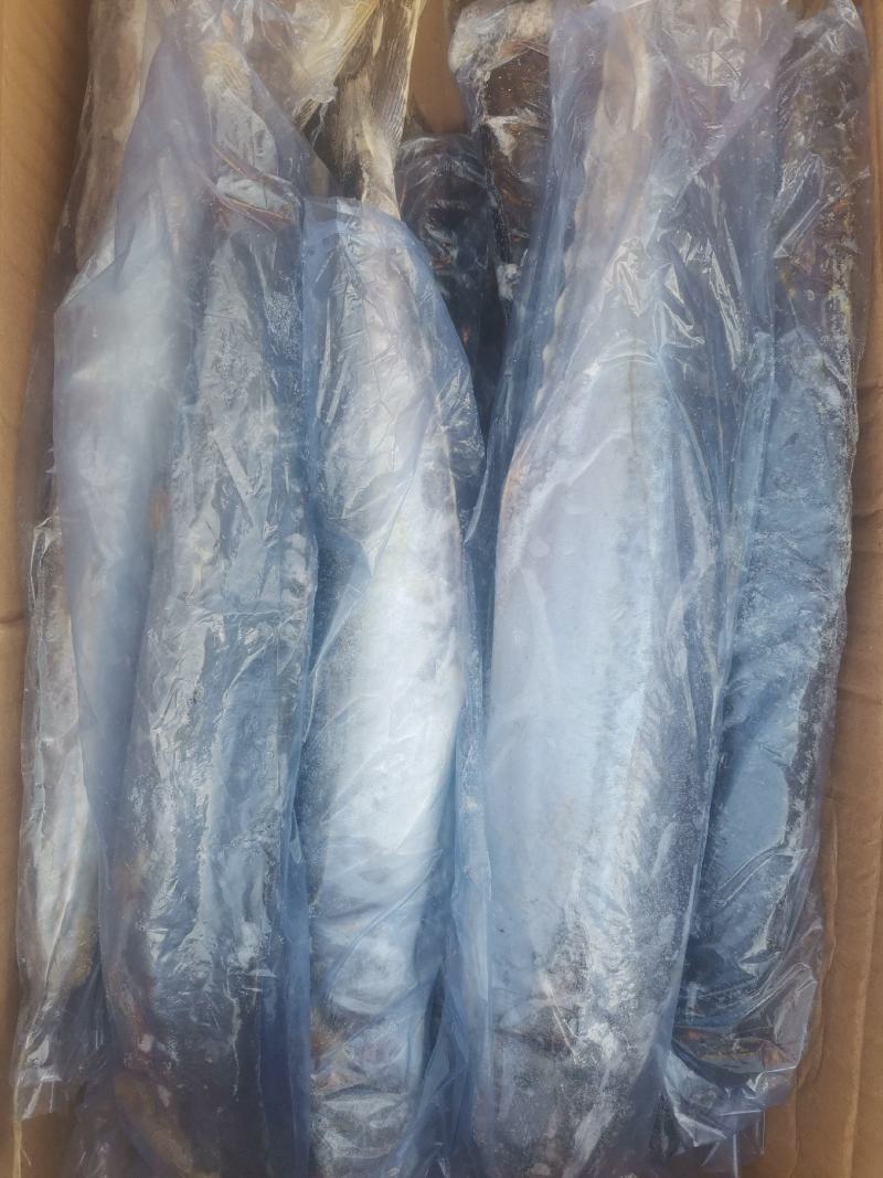 冻品鲅鱼，渤海湾鲜活鲅鱼速冻成品，一手货源质量保证