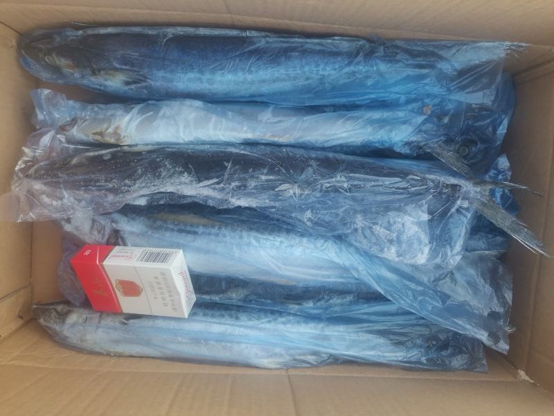 冻品鲅鱼，渤海湾鲜活鲅鱼速冻成品，一手货源质量保证