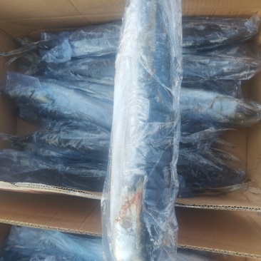 冻品鲅鱼，渤海湾鲜活鲅鱼速冻成品，一手货源质量保证