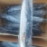 冻品鲅鱼，渤海湾鲜活鲅鱼速冻成品，一手货源质量保证