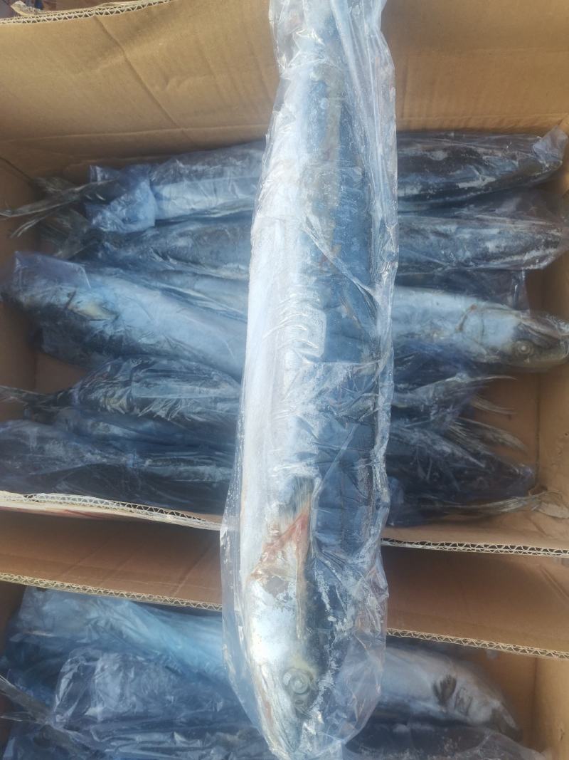 冻品鲅鱼，渤海湾鲜活鲅鱼速冻成品，一手货源质量保证