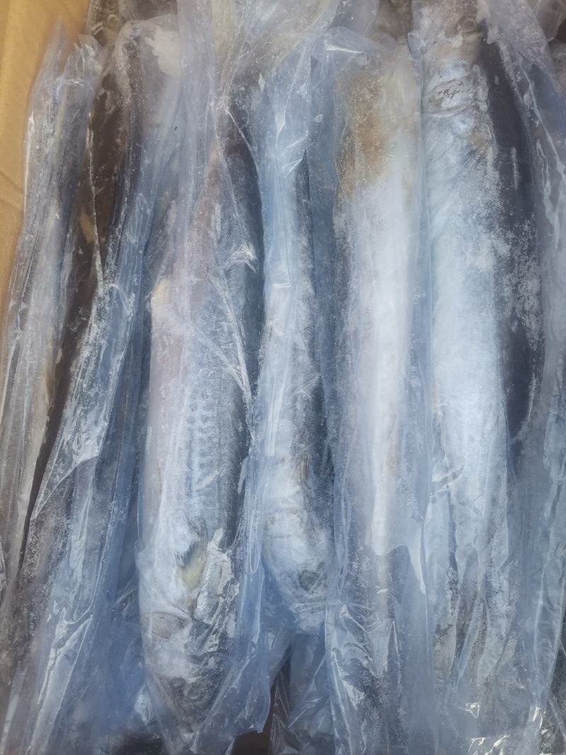 冻品鲅鱼，渤海湾鲜活鲅鱼速冻成品，一手货源质量保证
