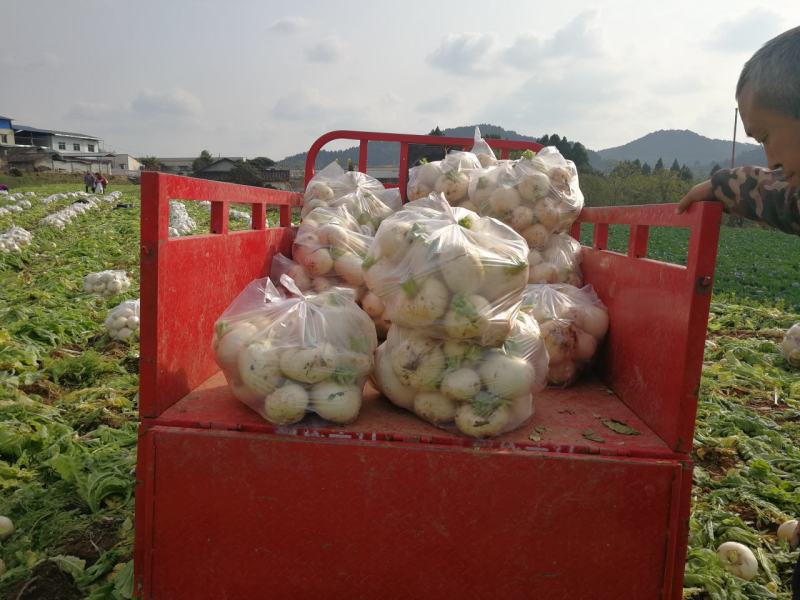 四川圆白萝卜圆宝品种基地大量供应，果面干净无病虫害