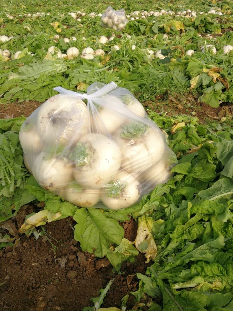 四川圆白萝卜圆宝品种基地大量供应，果面干净无病虫害