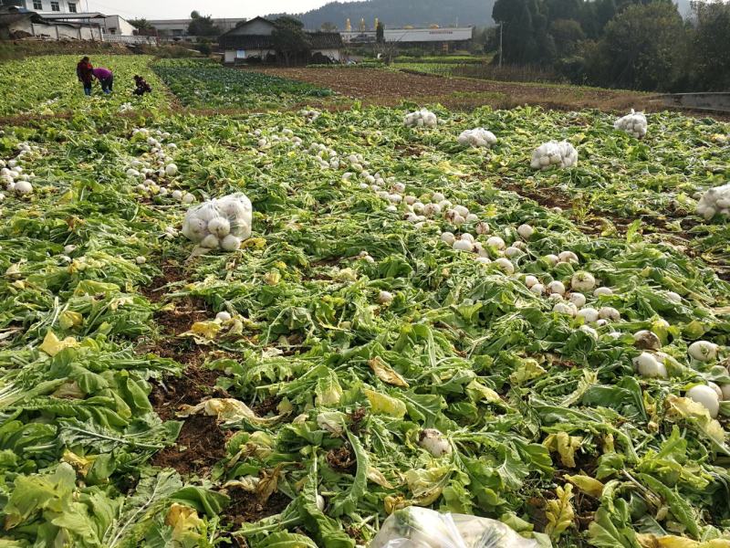四川圆白萝卜圆宝品种基地大量供应，果面干净无病虫害