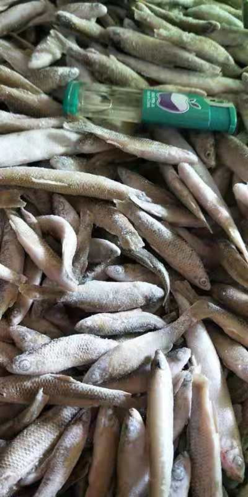 活鱼速冻单冻小麦穗30斤一箱