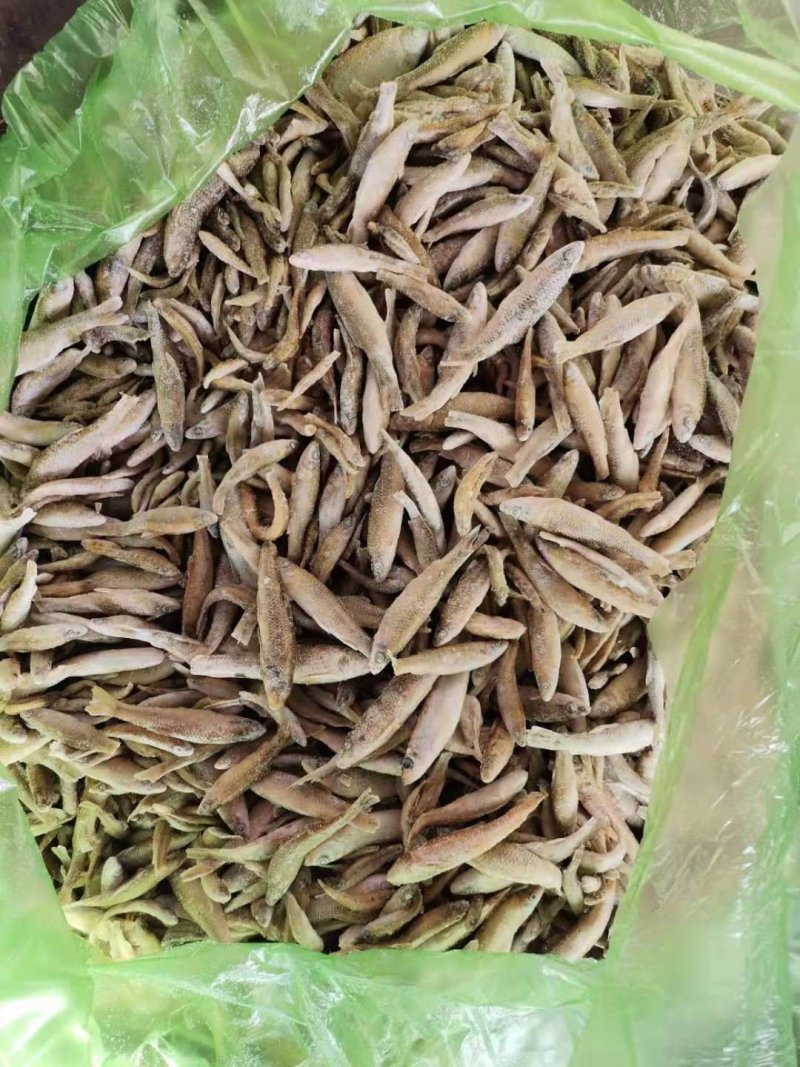 活鱼速冻单冻小麦穗30斤一箱