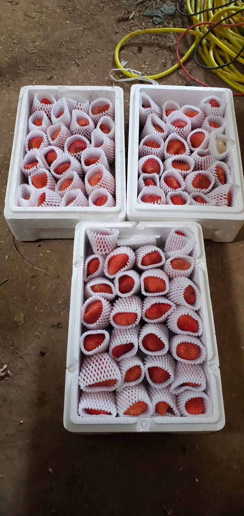 香野奶莓种植基地，货源充足，品质好，基地直发，价格便宜