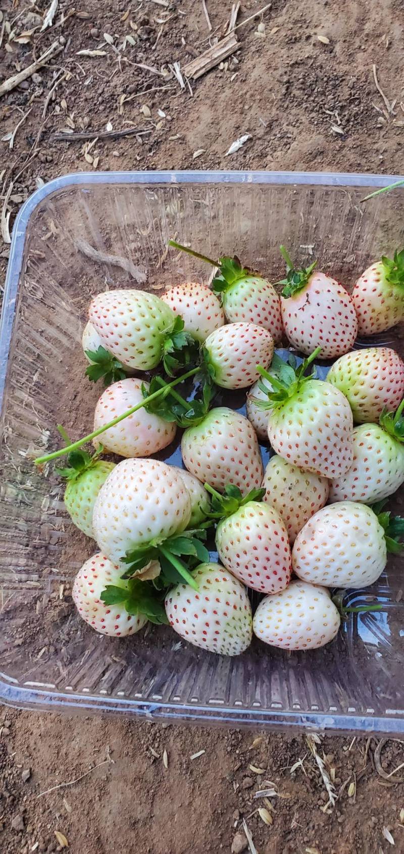 香野奶莓种植基地，货源充足，品质好，基地直发，价格便宜