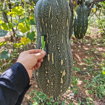 蜜本南瓜，大量上市中！