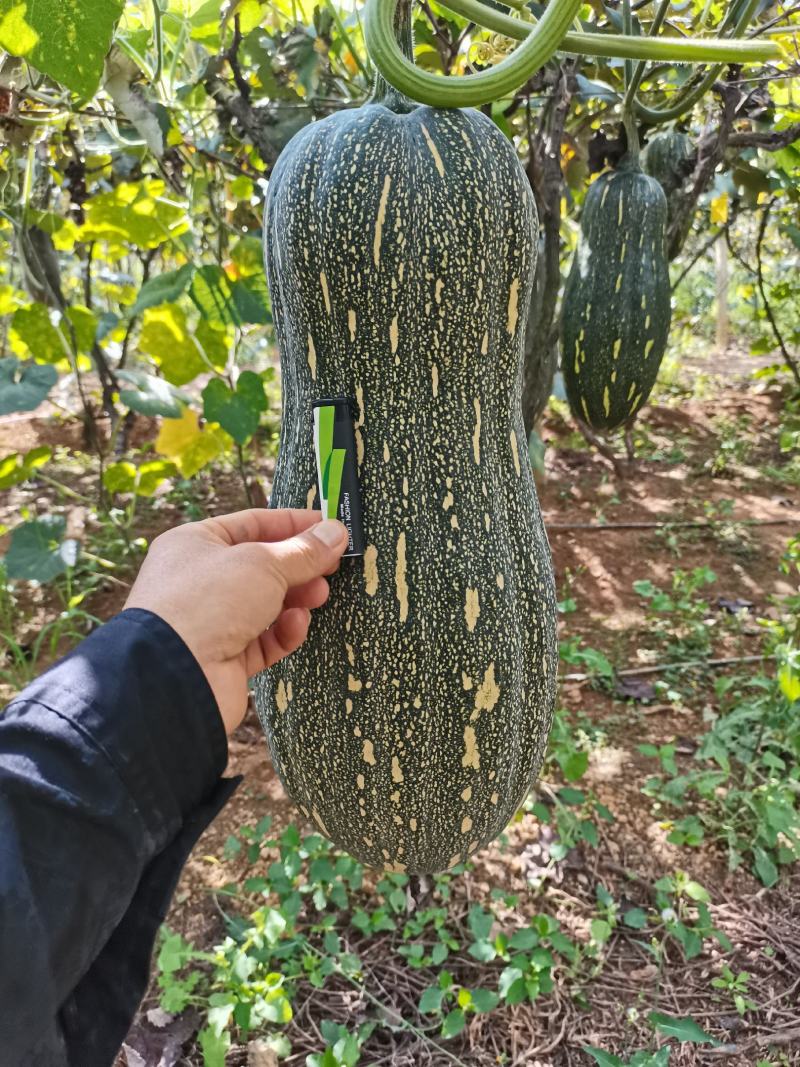 蜜本南瓜，大量上市中！
