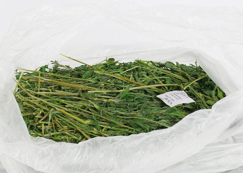 甘肃酒泉紫花苜蓿草兔粮食干草兔子龙猫荷兰猪饲料宠物草