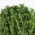 甘肃酒泉紫花苜蓿草兔粮食干草兔子龙猫荷兰猪饲料宠物草
