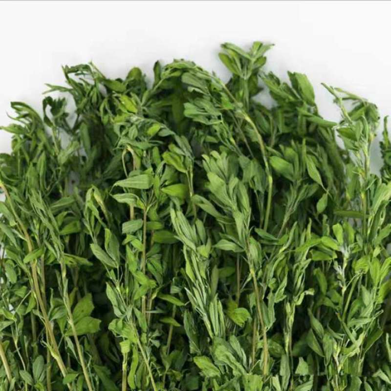 甘肃酒泉紫花苜蓿草兔粮食干草兔子龙猫荷兰猪饲料宠物草