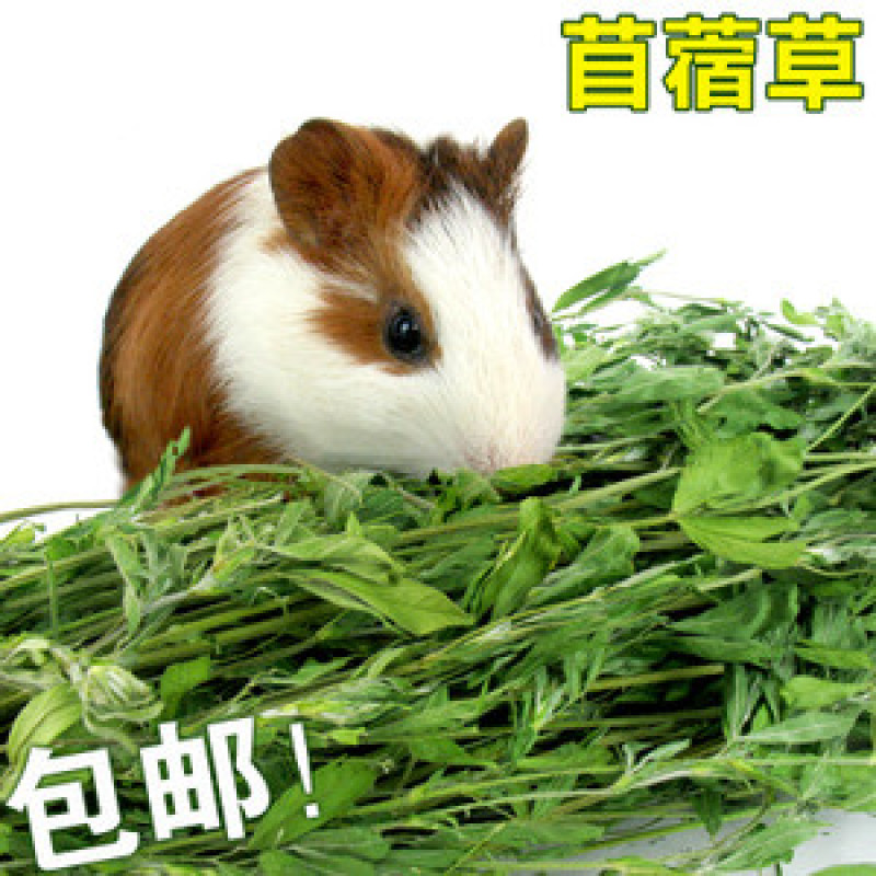 甘肃酒泉紫花苜蓿草兔粮食干草兔子龙猫荷兰猪饲料宠物草