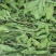 甘肃酒泉紫花苜蓿草兔粮食干草兔子龙猫荷兰猪饲料宠物草