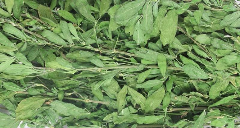 甘肃酒泉紫花苜蓿草兔粮食干草兔子龙猫荷兰猪饲料宠物草