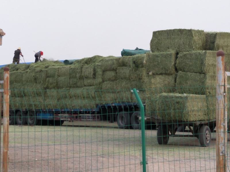 甘肃酒泉紫花苜蓿草兔粮食干草兔子龙猫荷兰猪饲料宠物草