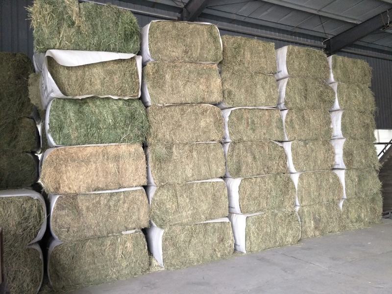 甘肃酒泉紫花苜蓿草兔粮食干草兔子龙猫荷兰猪饲料宠物草