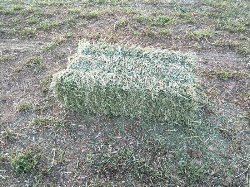 甘肃酒泉紫花苜蓿草兔粮食干草兔子龙猫荷兰猪饲料宠物草