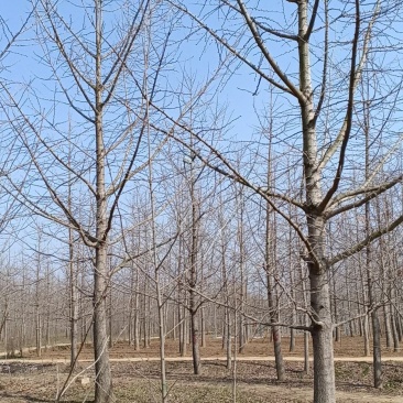 常年对外低价供应各种规格优质银杏