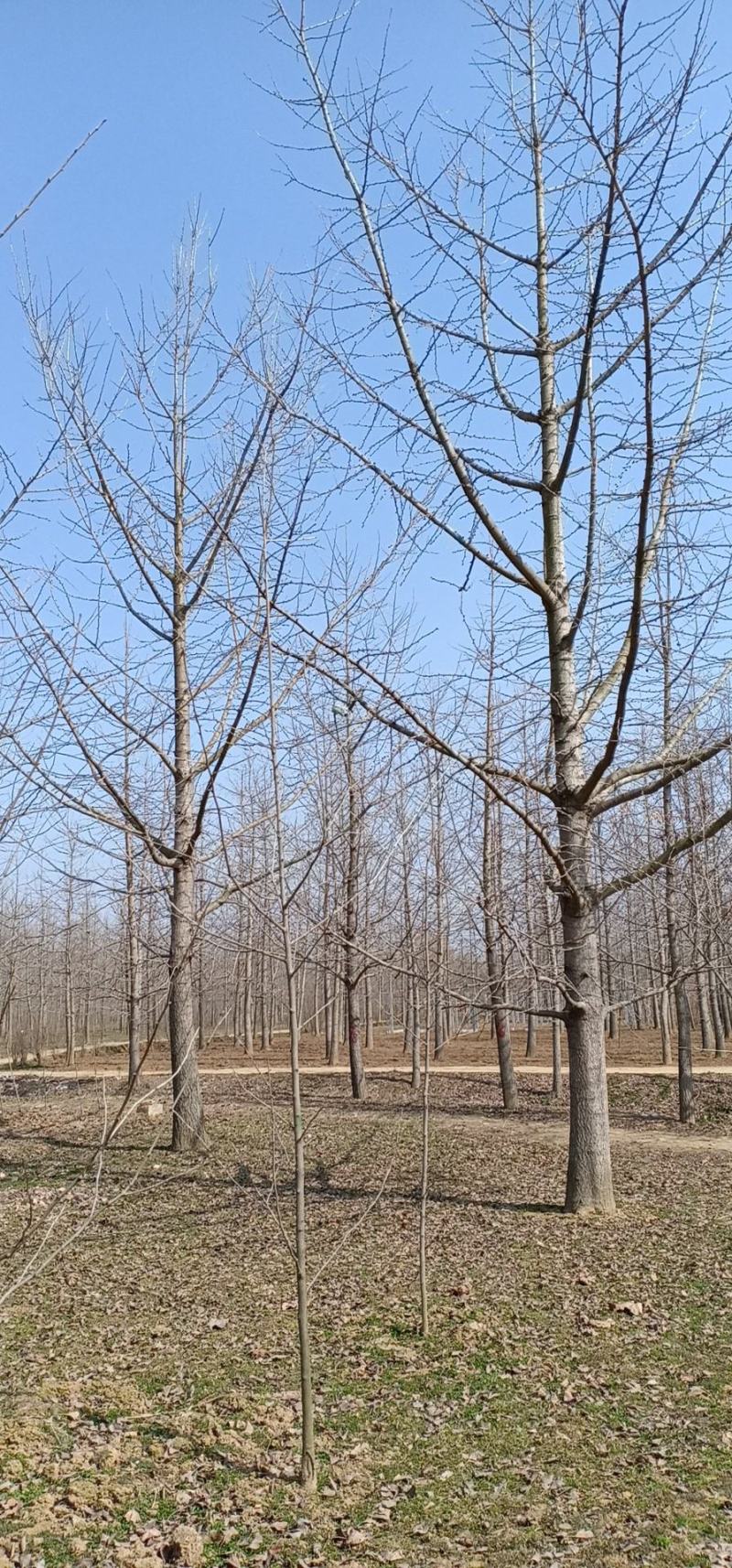 常年对外低价供应各种规格优质银杏